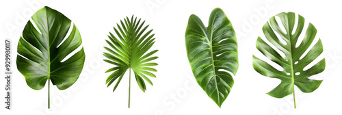 Set of Green Tropical Leaves