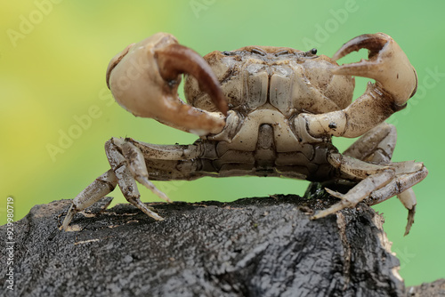 A field crab shows an expression ready to attack. This animal has the scientific name Parathelphusa convexa.  photo