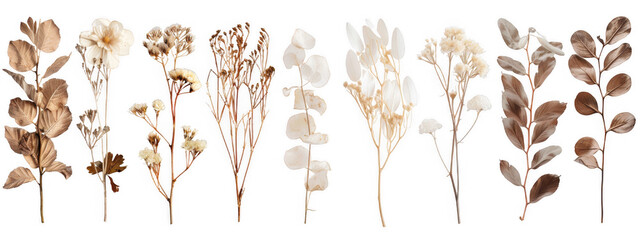Dried White Flowers and Leaves