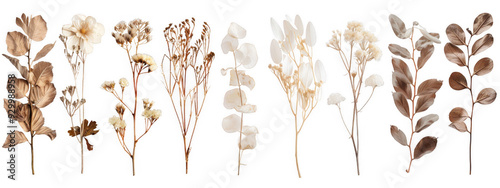 Dried White Flowers and Leaves