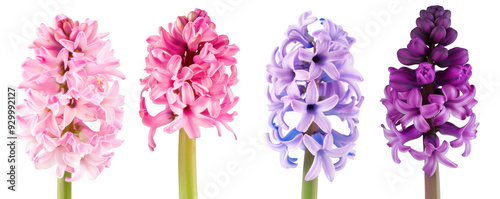 Pink and Purple Hyacinth Flowers