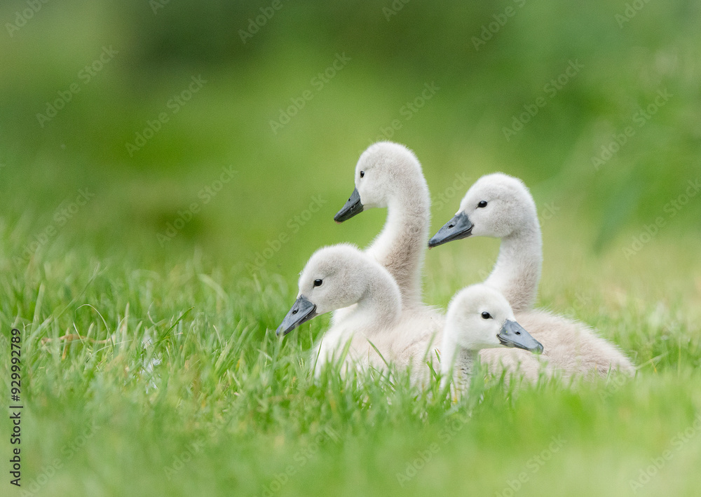Cygnets doing their best impression of a boy band.