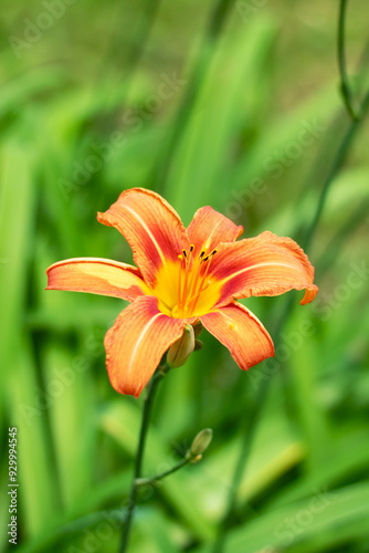 An abundance of orange flowers bloom amidst the green grass