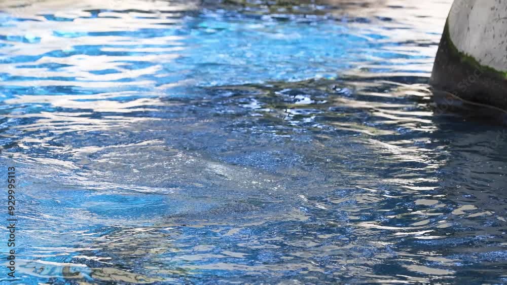 custom made wallpaper toronto digitalSeal Swimming in Zoo Pool