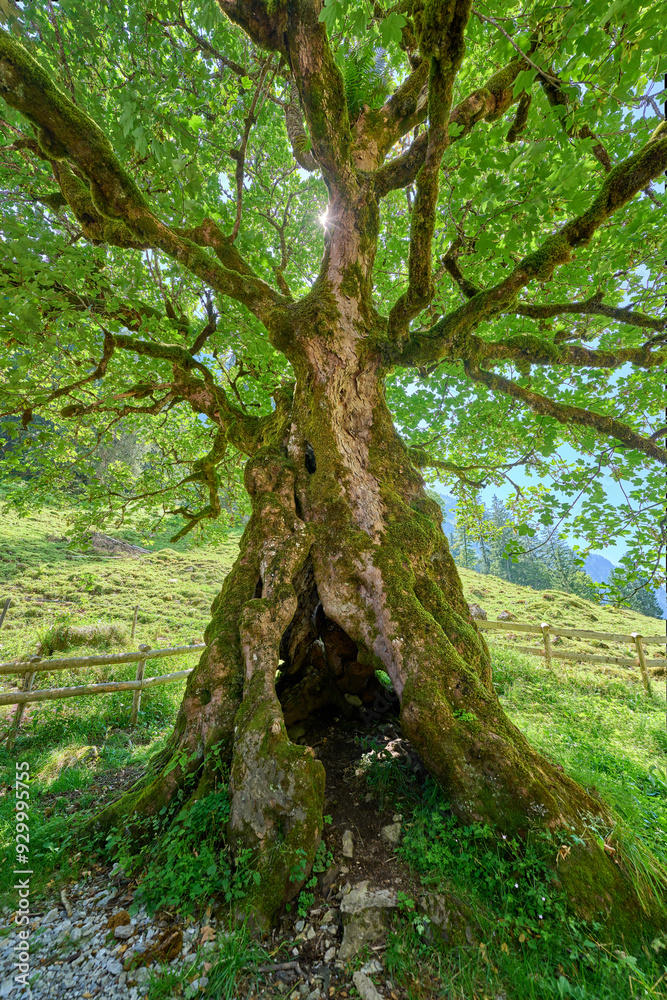 Fototapeta premium about 450 years old Sycamore maple tree, Pseudoplatanus in the Allgaeu Alps near Oberstdorf, Bavaria, Germany