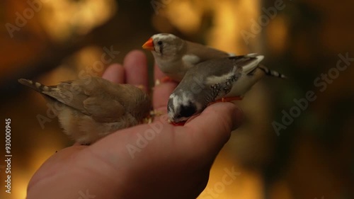 hand feeding birds, finches eating from a hand, blurred background. High quality 4k footage