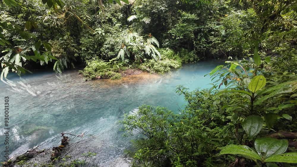 Celeste River flowing through the dense greenery in Tenorio Volcano National Park in, Costa Rica Celeste River flowing through the dense greenery in Tenorio Volcano National Park in, Costa Rica