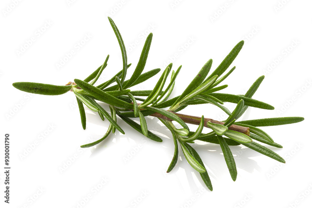 Rosemary leaf herbal is spices isolated on a white background. Rosemary leaf herbal is spices isolated on a white background.