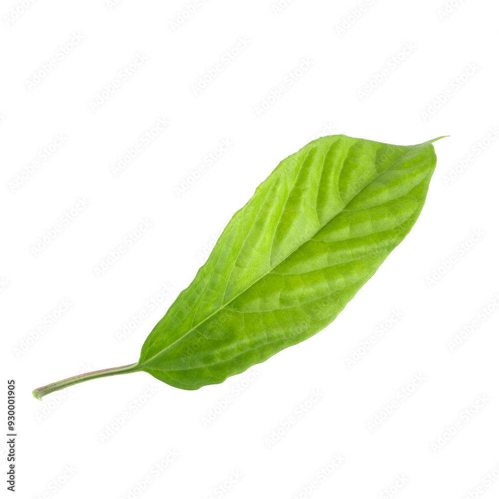Fototapeta premium Green leaf isolated on a white background