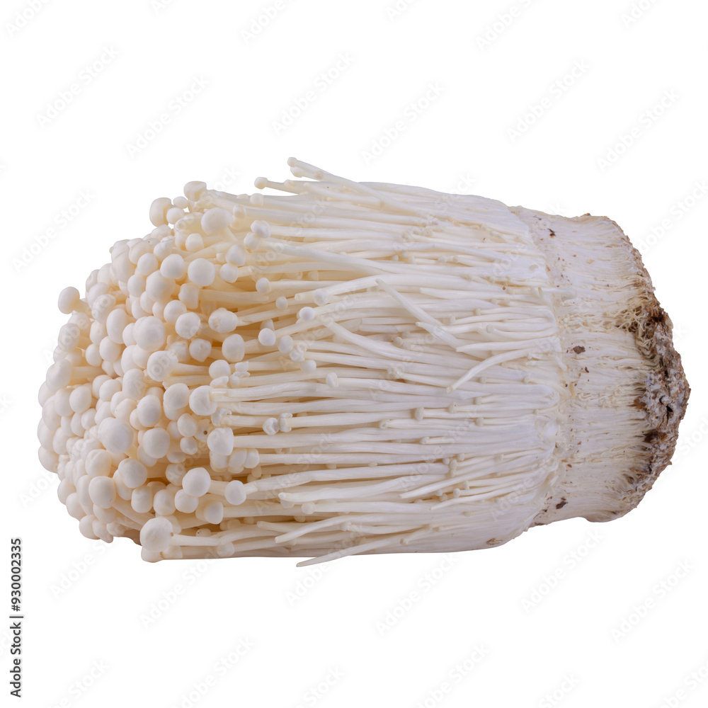 Fresh golden needle mushroom or enoki isolated on white background. Fresh golden needle mushroom or enoki isolated on white background.