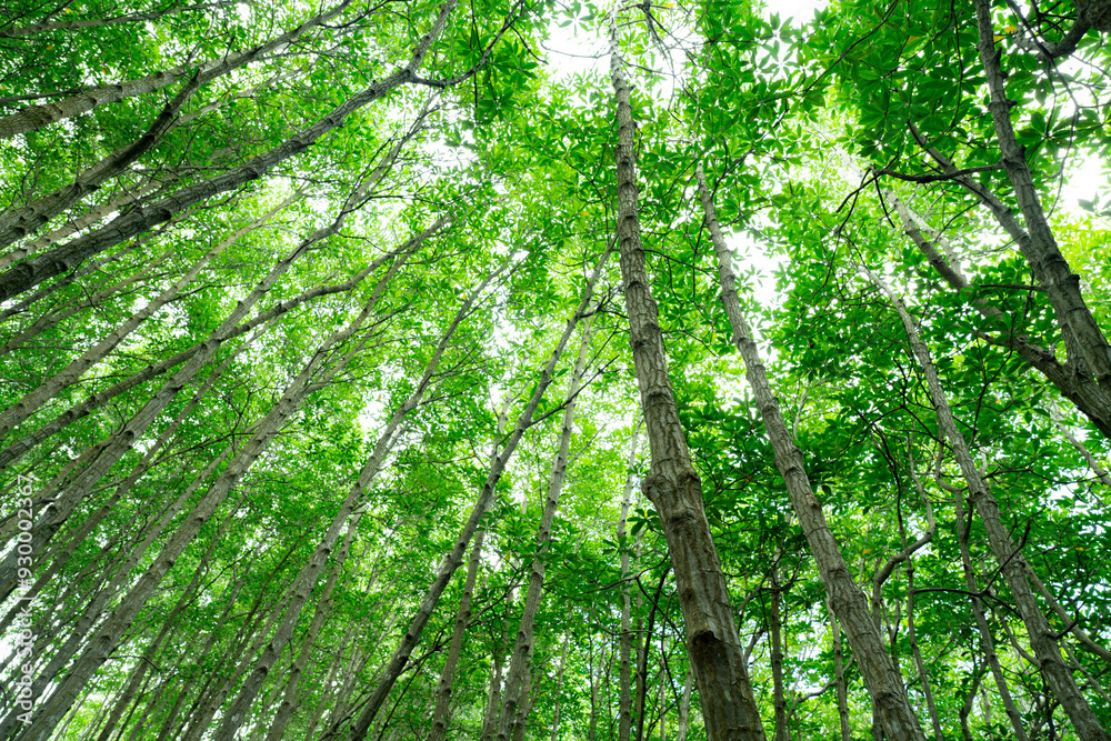 Bottom-up view green mangrove treetops. Natural carbon sink in fight against climate change and promoting sustainability in carbon-neutral ecosystems. Green and sustainable environment. Forest canopy. Bottom-up view green mangrove treetops. Natural carbon sink in fight against climate change and promoting sustainability in carbon-neutral ecosystems. Green and sustainable environment. Forest canopy.
