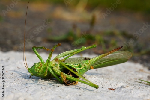 
Grasshopper doomed to death by a parasitic wasp. Dying on the ground insect, small living creature animal that lives in sunny climate.