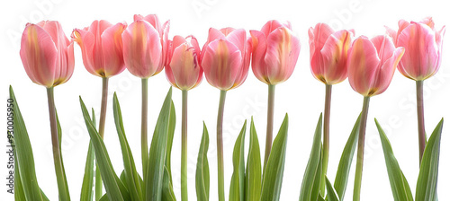 Pink Tulips Row