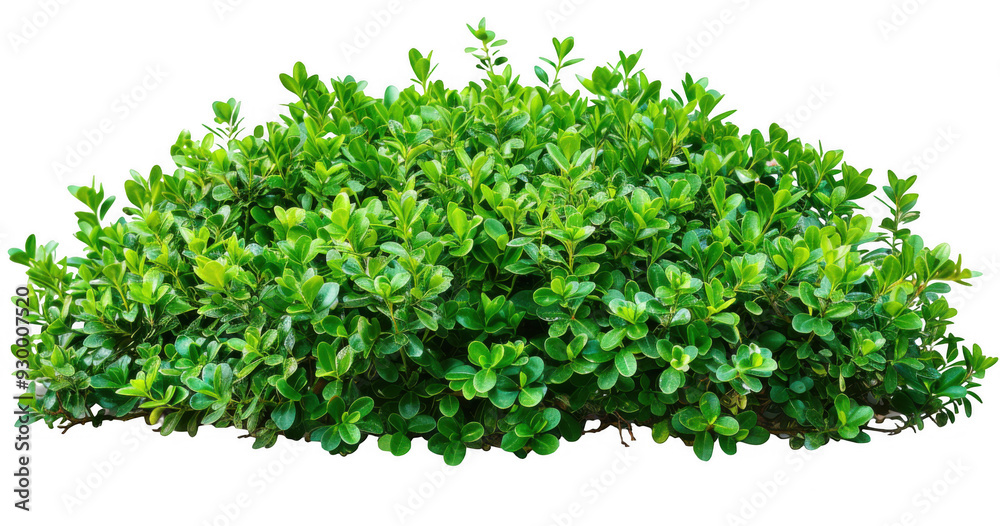 Obraz premium Dense Green Shrub