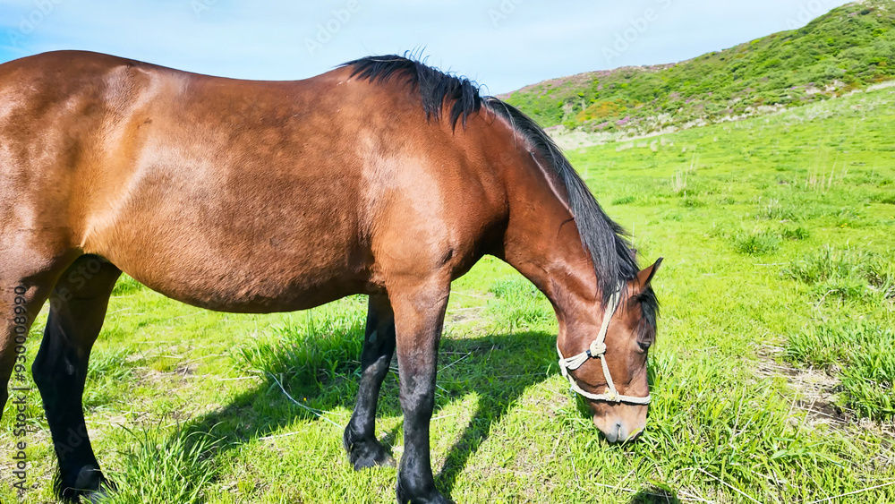 Obraz premium 牧場で放牧されている馬