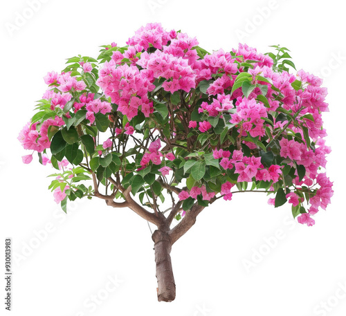 Bougainvillea with Pink Blossoms