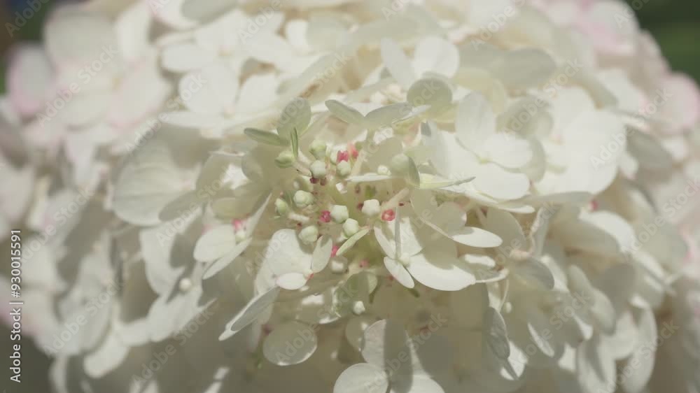beautiful blossom of white hydrangea blossoming in garden at sunny day. macro footage beautiful blossom of white hydrangea blossoming in garden at sunny day. macro footage