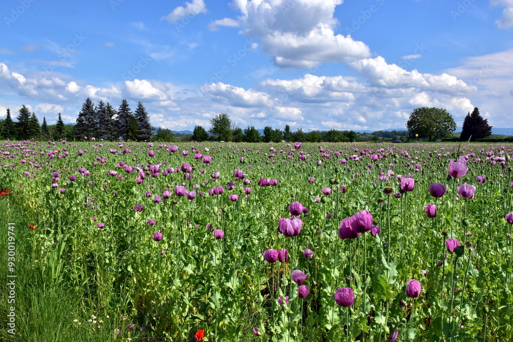 Violetter Schlafmohn auf einem Feld in Forchheim Violetter Schlafmohn auf einem Feld in Forchheim