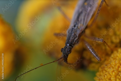 The Nabis rugosus insect in a close-up on a yellow flower background. photo