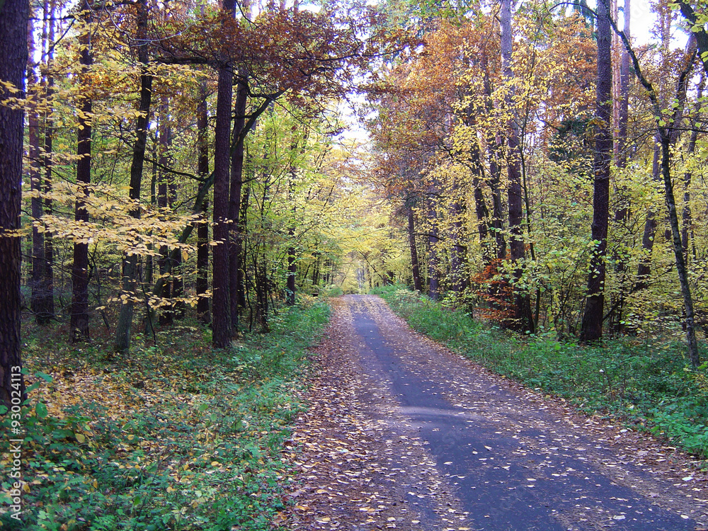 Naklejka premium road through the forest, autumn