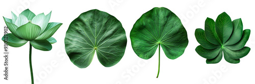 Fresh green lotus leaves isolated on a white background, showcasing natural, organic beauty and aromatic qualities photo