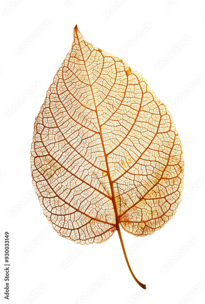 Fototapeta premium Golden Leaf with Intricate Veins