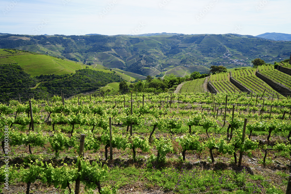 View of terraced Douro Vineyards on a sunny day, Douro, Vineyards, Portugal, Terraces, Summer View of terraced Douro Vineyards on a sunny day, Douro, Vineyards, Portugal, Terraces, Summer