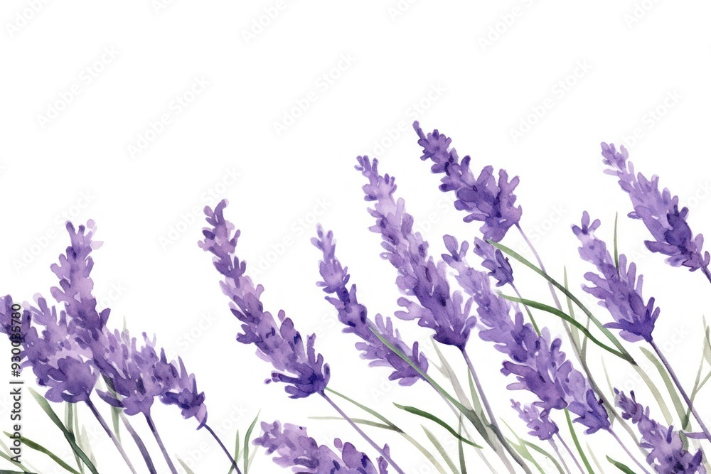 Naklejka premium Lavender blossom flower plant.