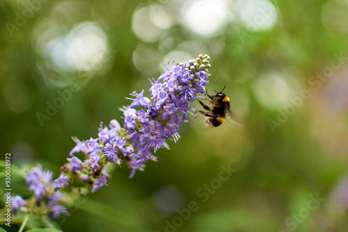 bee flying around a purple flower