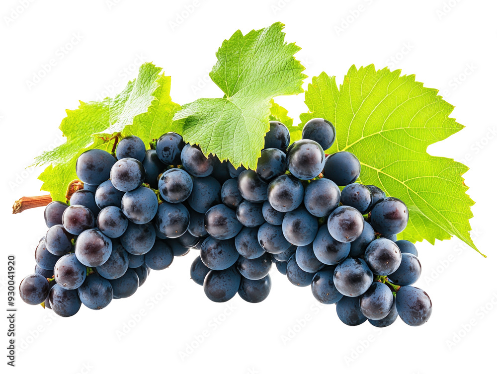 Bunch of dark grapes with vine and leaves on white background.. PNG transparent. Bunch of dark grapes with vine and leaves on white background.. PNG transparent.