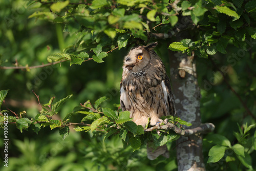 Portrait of a young Long-eared Owl in a Beech looking up 