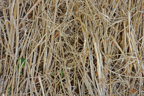 Pattern and texture of dry grass background. Close-up of natural straw on the ground.