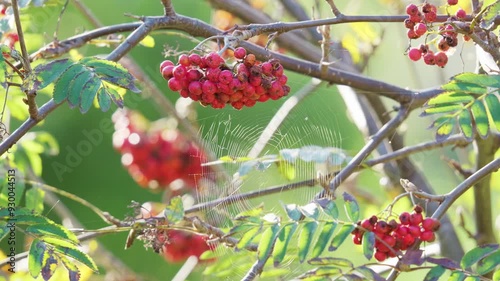 Rowan berries. The elegant Rowan, a witch's bane and future diviner with a mystical history,