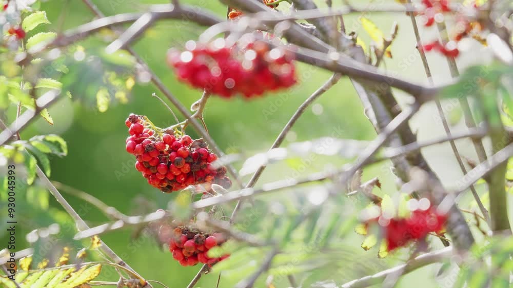 Morning sunlight frames video of ripe Rowan berries. The Rowan, a mystical tree renowned as witch's bane and future diviner, captivates wildlife in woods and towns. Morning sunlight frames video of ripe Rowan berries. The Rowan, a mystical tree renowned as witch's bane and future diviner, captivates wildlife in woods and towns.