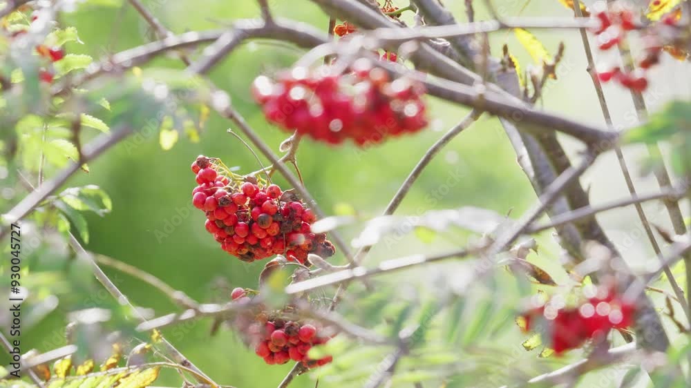 Video shows ripe Rowan berries in morning sunlight. The Rowan, steeped in mystical history Video shows ripe Rowan berries in morning sunlight. The Rowan, steeped in mystical history