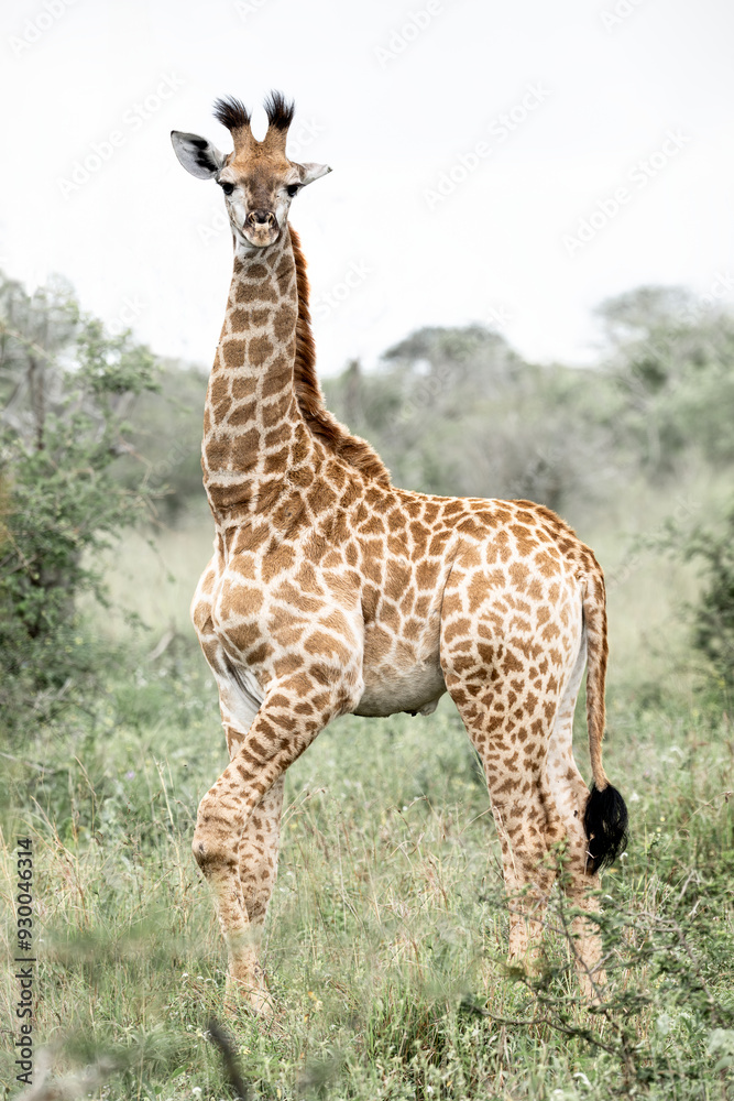 A giraffe in Kruger National Park, South Africa
A giraffe in Kruger National Park, South Africa