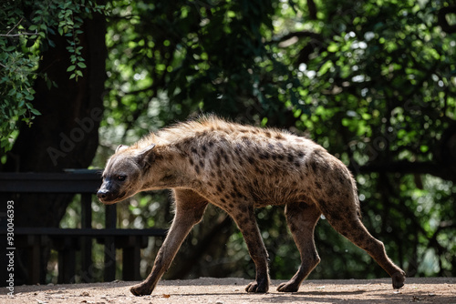 A spotted hyena in Kruger National Park, South Africa
