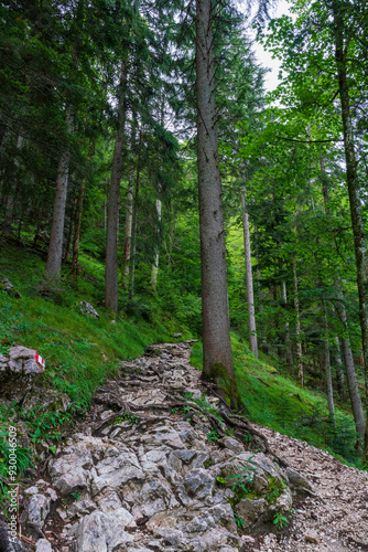 A hiking path through the Chiemgau forest on the way to the peak of the Kampenwand mountain photo