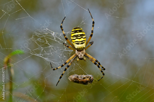 Wespenspinne, Zebraspinne, Tigerspinne // Wasp spider (Argiope bruennichi) photo