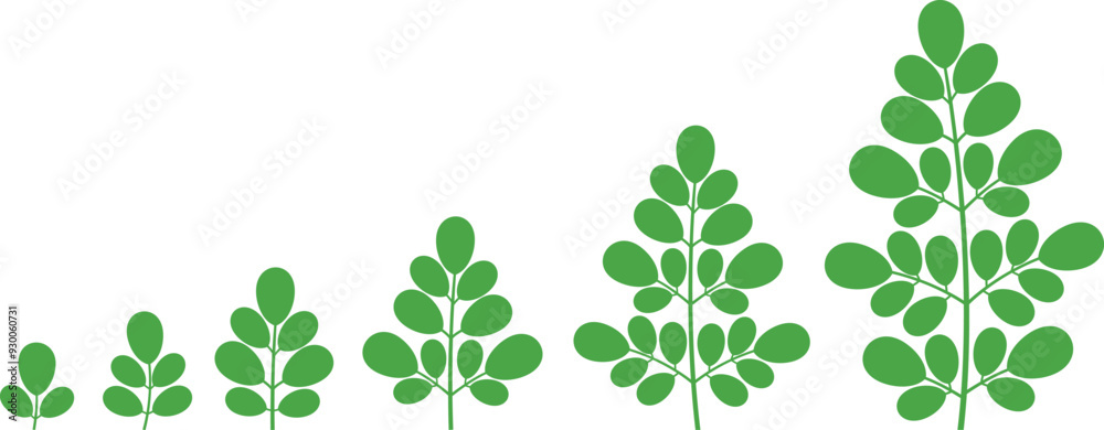 Moringa logo. Isolated moringa on white background Moringa logo. Isolated moringa on white background
