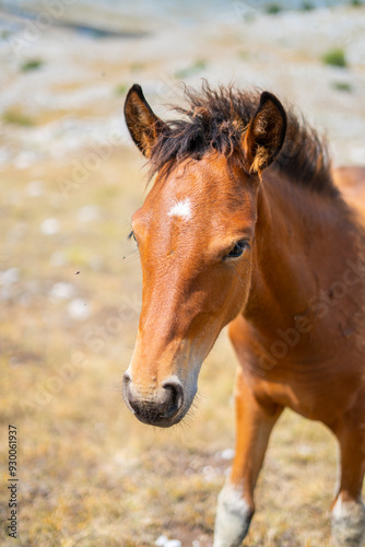 A curious little brown foal