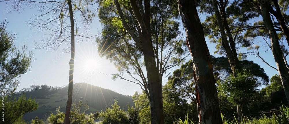 The sun brightly shines through trees, illuminating a grassy foreground with a mountain as its backdrop The sun brightly shines through trees, illuminating a grassy foreground with a mountain as its backdrop