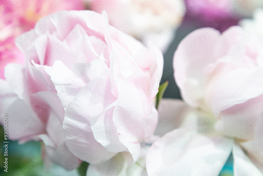 beautiful pink peony Solvejg flower. Closeup. Blurred background beautiful pink peony Solvejg flower. Closeup. Blurred background
