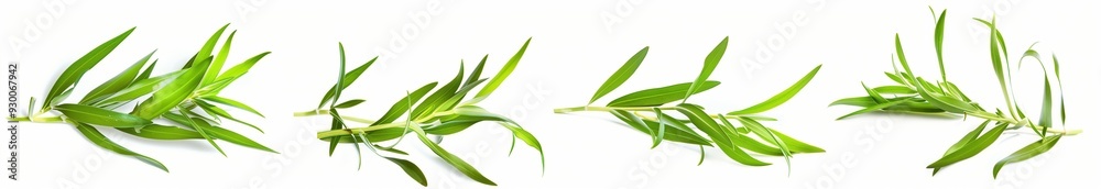 4 images of tarragon leaves in different poses on a white background, front view, side view, and back view 4 images of tarragon leaves in different poses on a white background, front view, side view, and back view