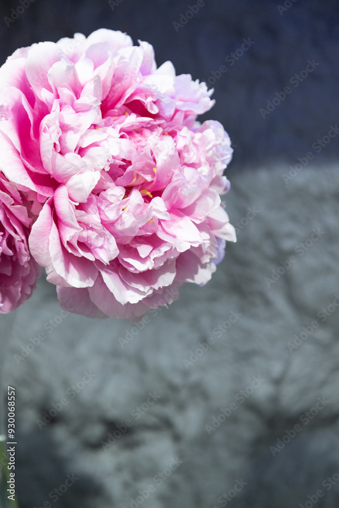 Fototapeta premium beautiful pink peony Hi-Mabel flower. Closeup. Blurred background
