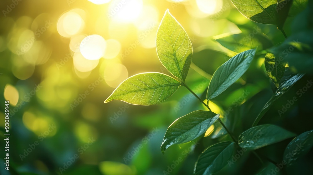 A soft focus on green leaves, with sunlight filtering through, creating a dreamy, romantic atmosphere perfect for a moment of relaxation. A soft focus on green leaves, with sunlight filtering through, creating a dreamy, romantic atmosphere perfect for a moment of relaxation.