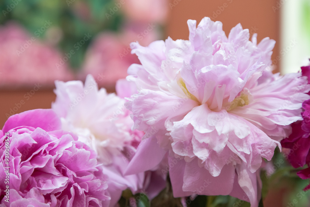 beautiful pink purple peony Edens Perfume flower. Closeup. Blurred background beautiful pink purple peony Edens Perfume flower. Closeup. Blurred background