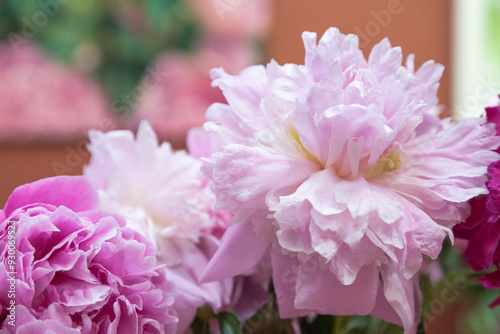 Fototapeta Naklejka Na Ścianę i Meble -  beautiful pink purple peony Edens Perfume flower. Closeup. Blurred background