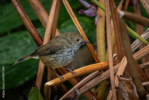 Striated Thornbill (Acanthiza lineata), Narooma, NSW, June 2024