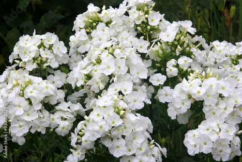 White Tall Garden Phlox in bloom, Phlox paniculata. White flower in the garden